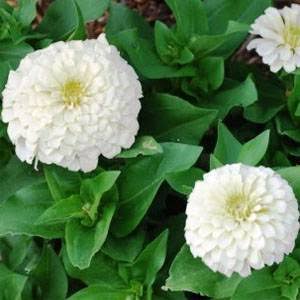 Polar bear white zinnia
