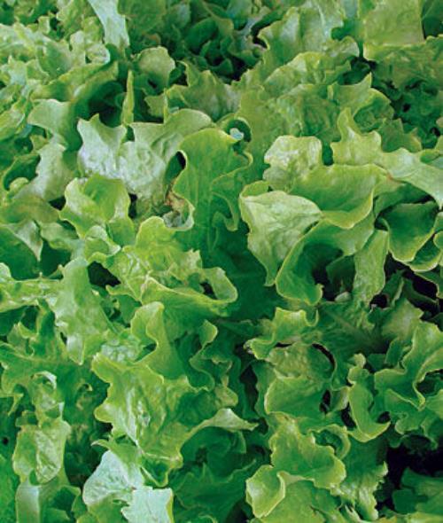 Tango lettuce