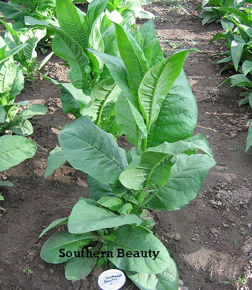 Southern Beauty Tobacco