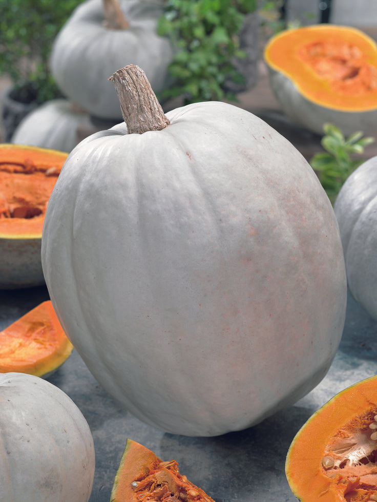 Super moon giant pumpkin