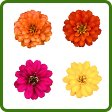 Fruity beauty zinnia mix