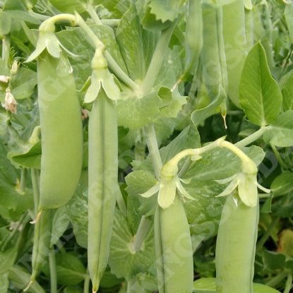 Lincoln homesteader peas