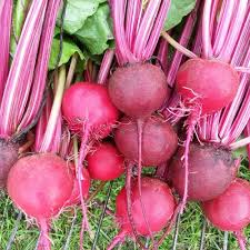 Heirloom Chioggia Beet