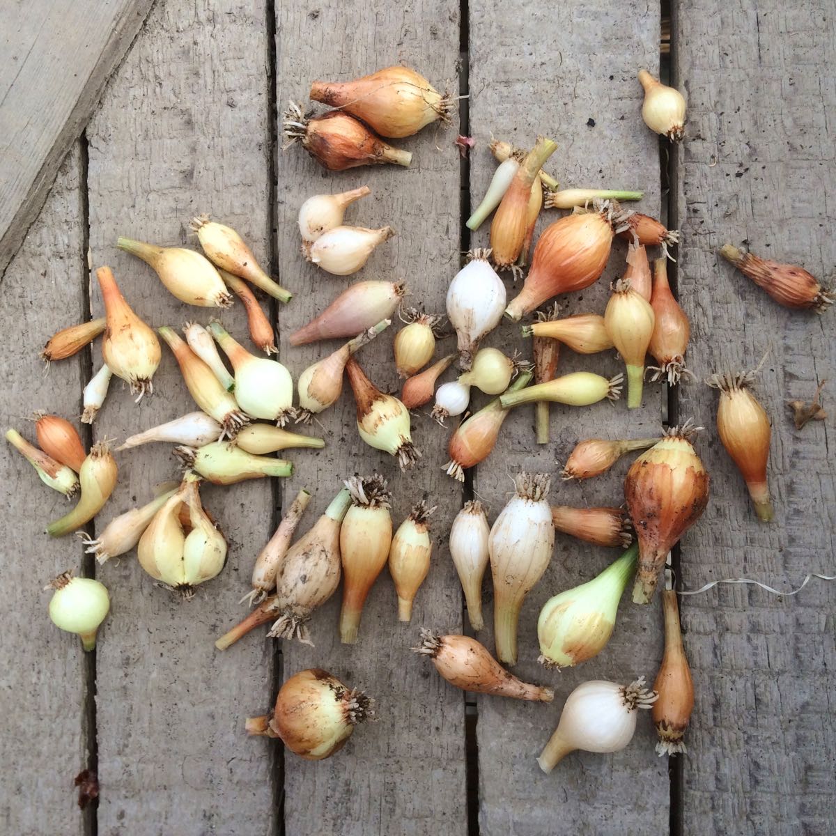 Old fashioned bunching onions