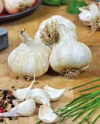 California early garlic