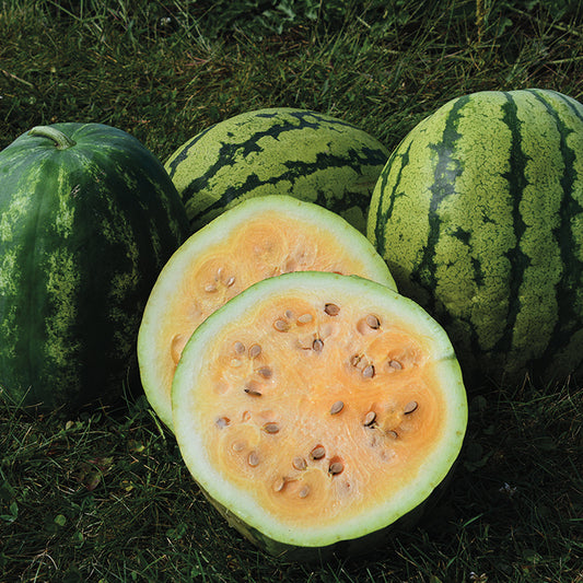 Clay county watermelon