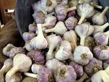 Russian red garlic