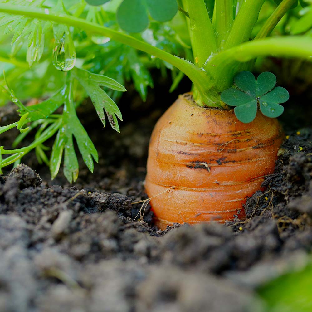 Bambino carrot