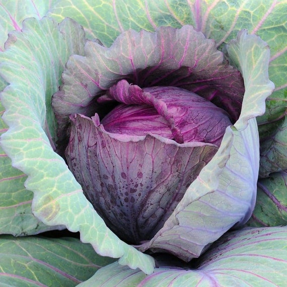 Red Acre Cabbage