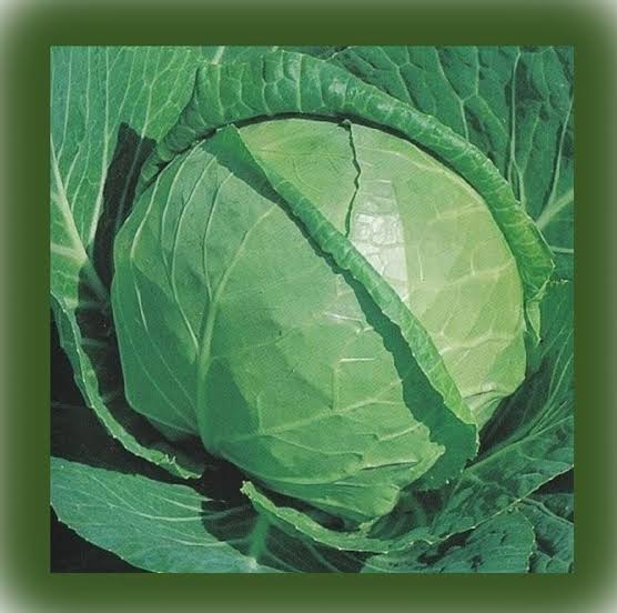 Glory of enkhuizen cabbage