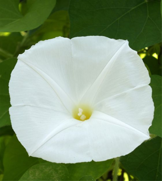 Pearly gates morning glory