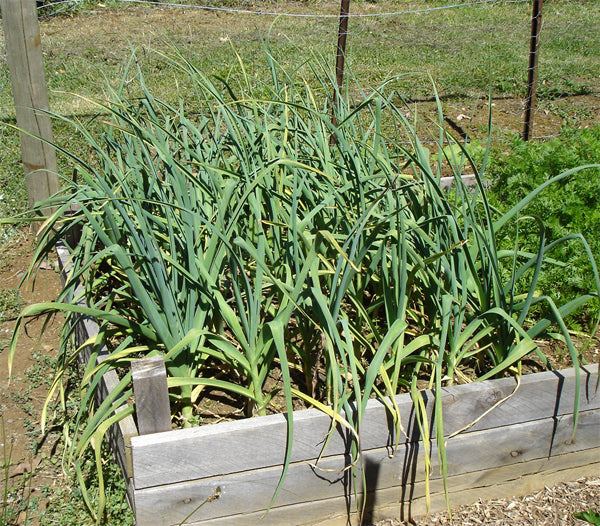 California giant garlic