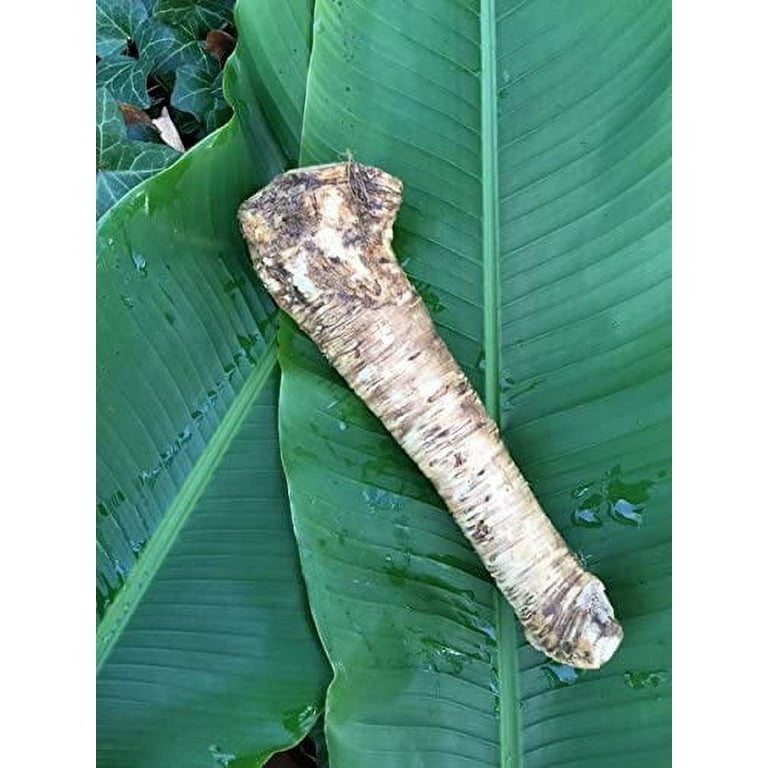 Horseradish