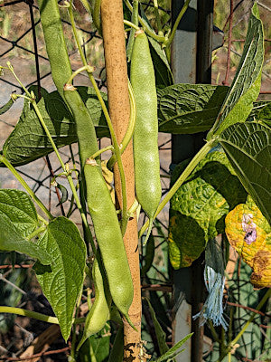 Kenearly yellow eye bean