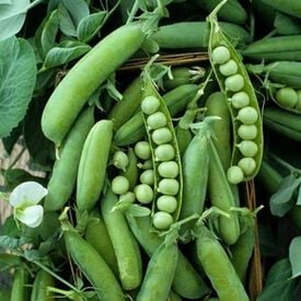Early frosty shelling pea
