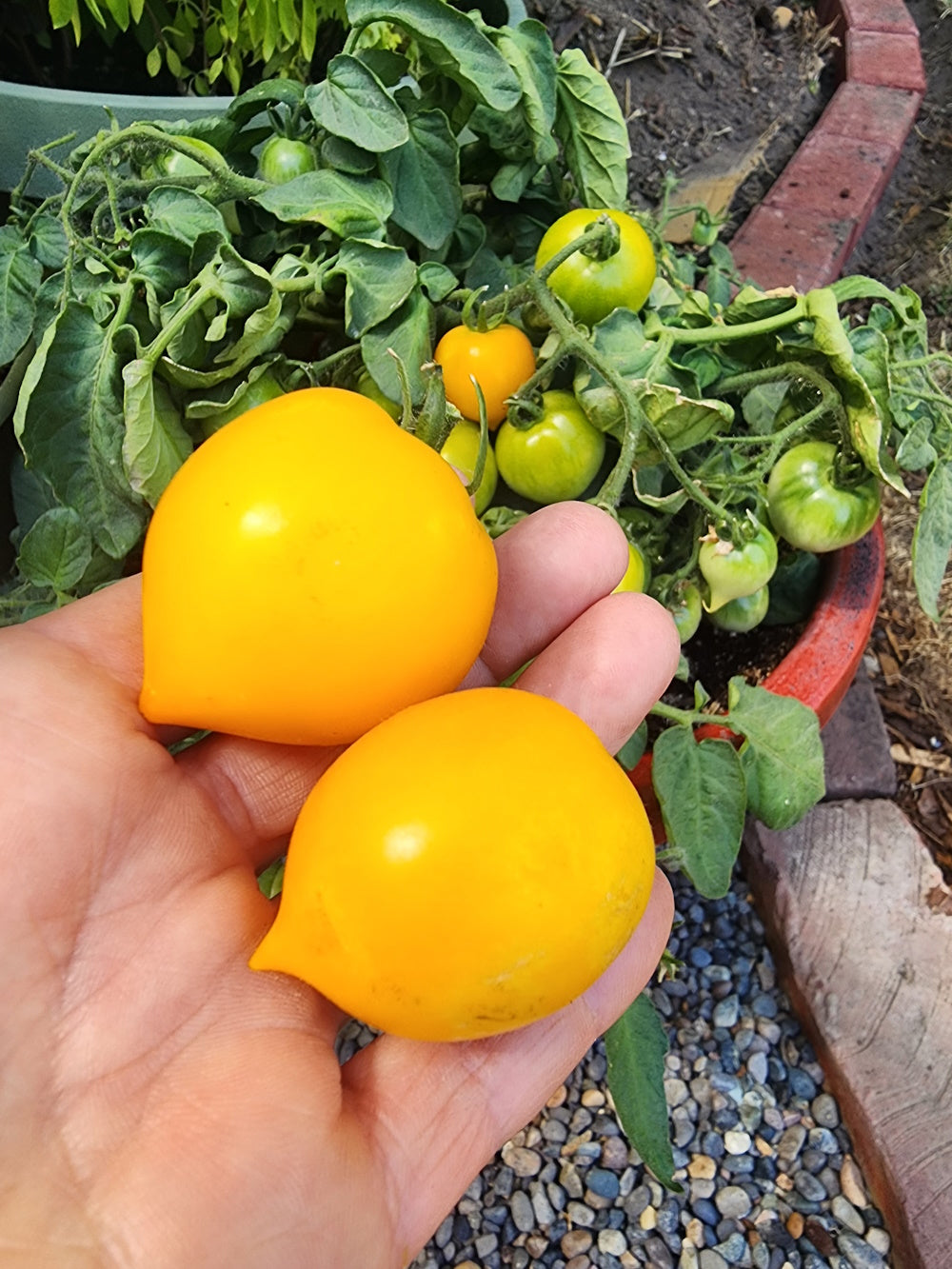 Lemon plum tomato