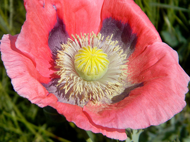 Farm.hand.seeds Cory's Poppy