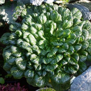 Tatsoi Chinese Cabbage
