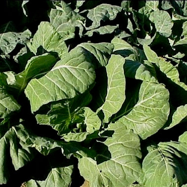 Champion collards