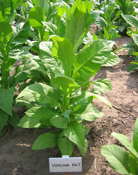 Virginia 647 Tobacco
