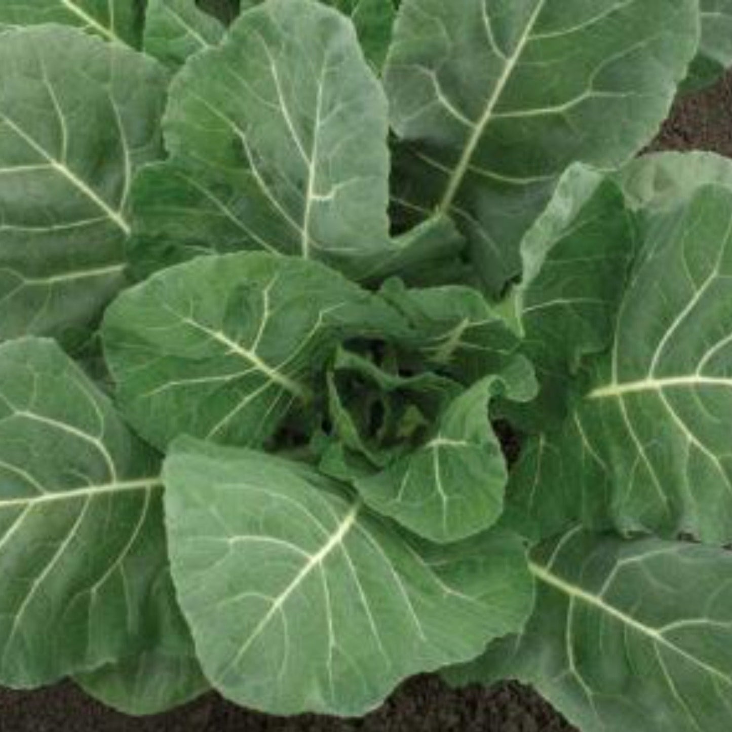 Champion collards