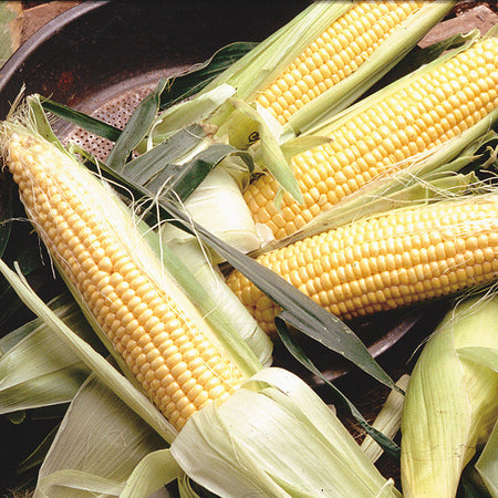 Jubilee sweet corn