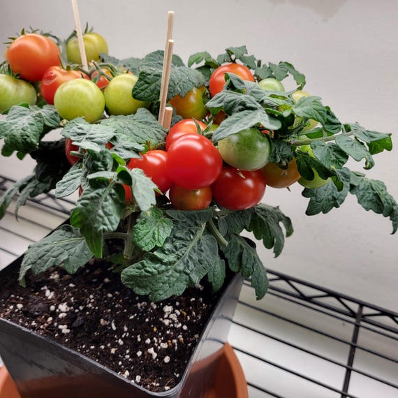 Tiny Tim tomato