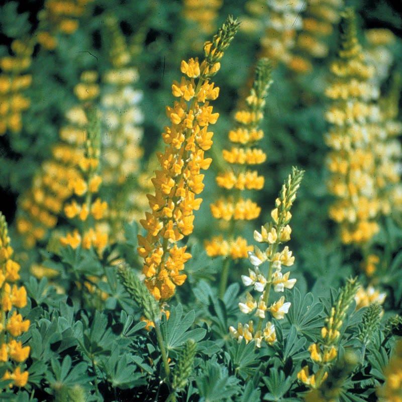 Golden lupine
