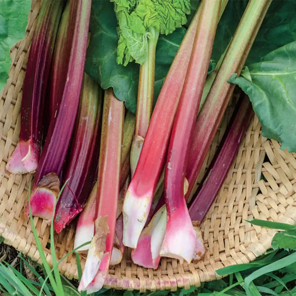 Victoria rhubarb