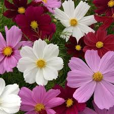 Dwarf cosmos mix