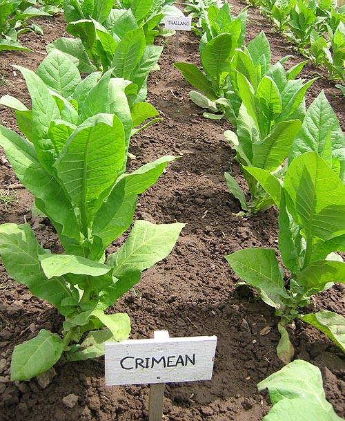 Crimean