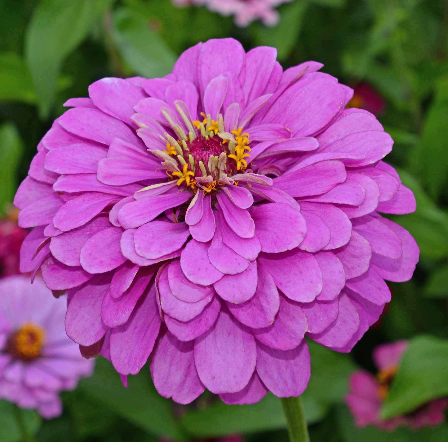 Lavender zinnia