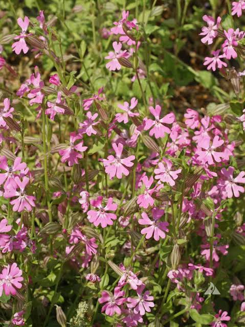 Nodding Catchfly Annual Flower
