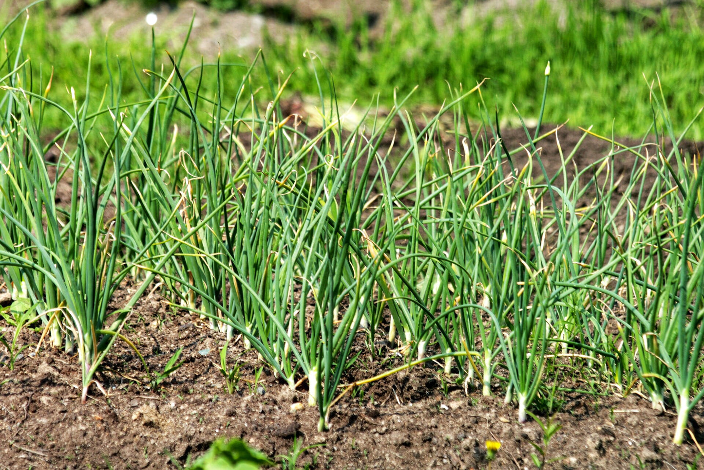 California giant garlic