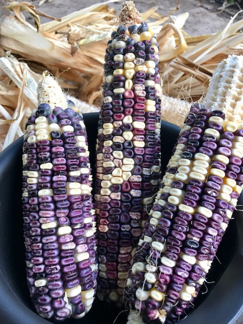 Cherokee white eagle corn