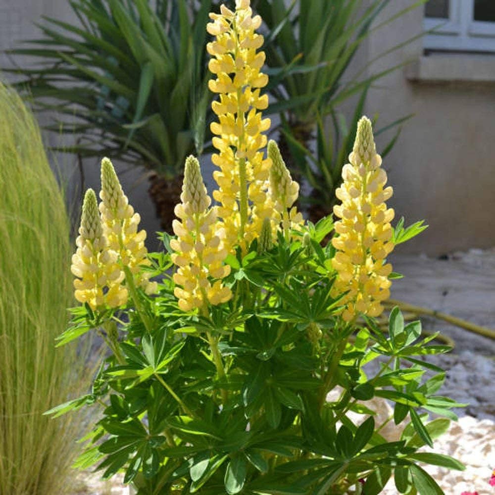 Golden lupine