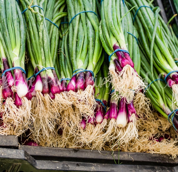 Day neutral onion plants
