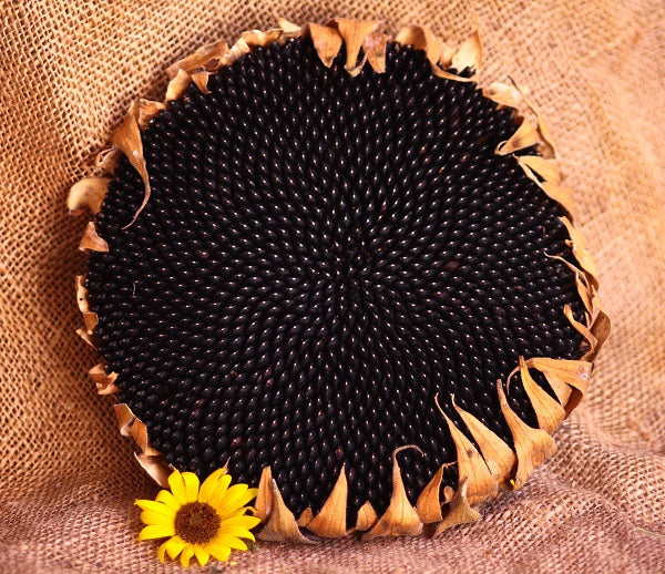Hopi black dye sunflower