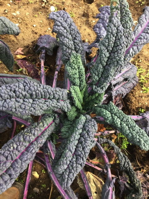 Blue dazzling kale