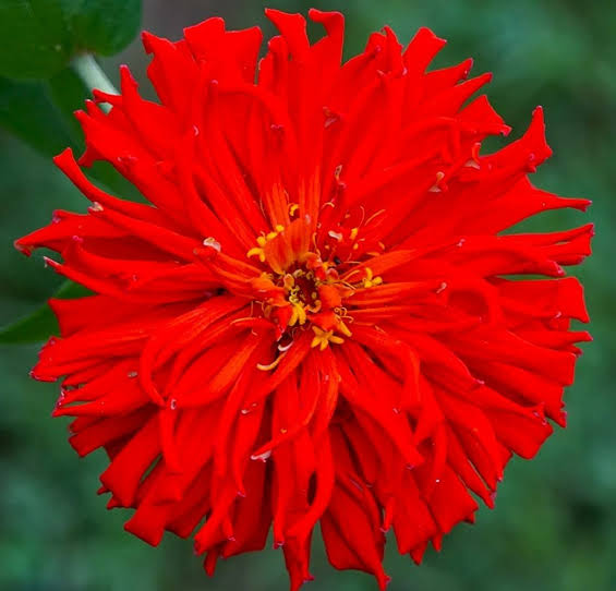 Red giant cactus zinnia