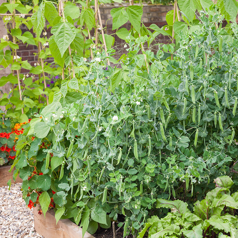 Lincoln homesteader peas