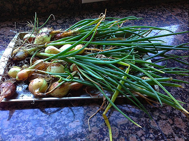 Walla walla sweet onion plants long day