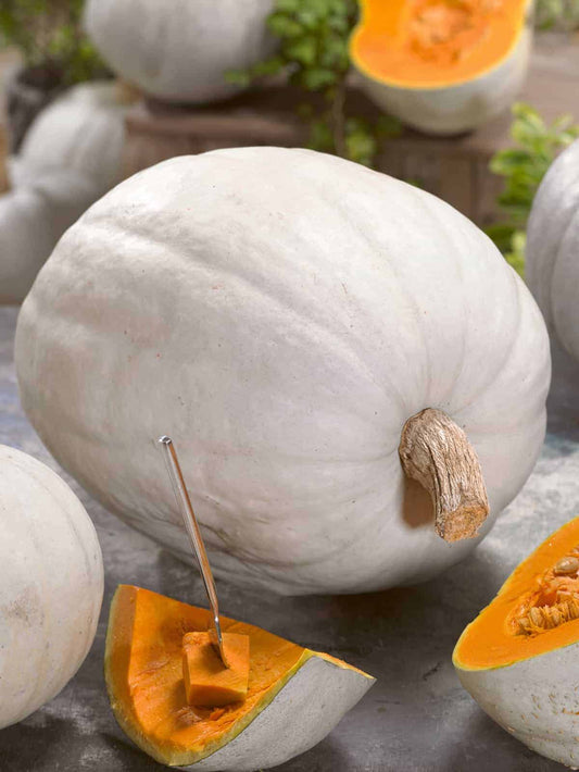 Super moon giant pumpkin