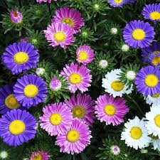 Single China aster