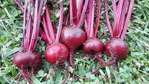 Bulls Blood Beet Heirloom Seed