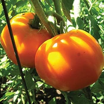 Goldie giant tomato