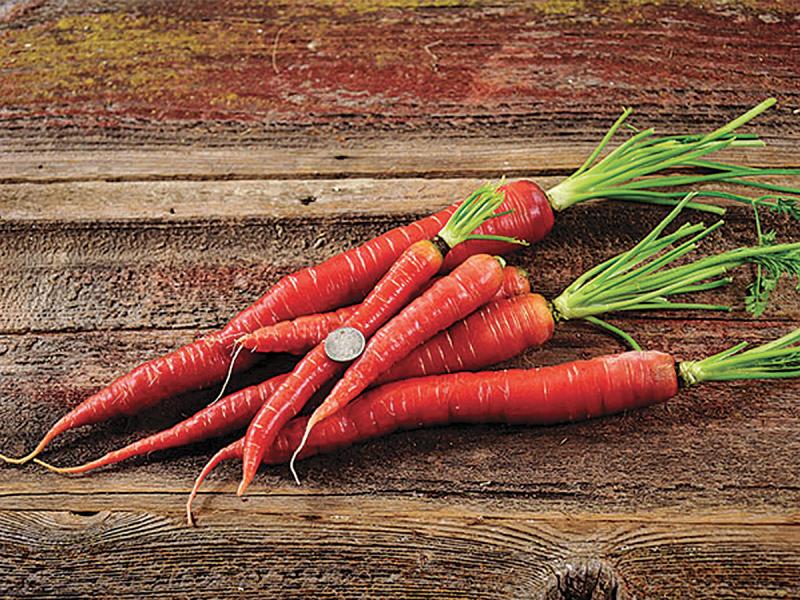 Kyoto red carrot