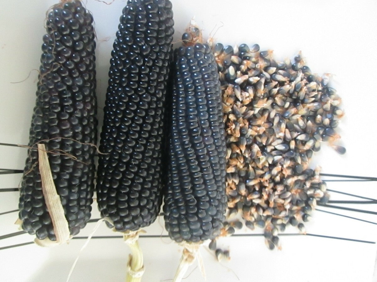 Blue Shamans popcorn seed