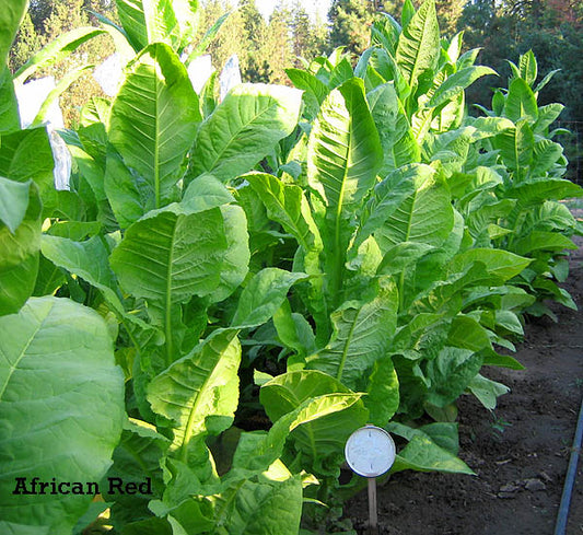 Farm Hand Seeds African Red Tobacco
