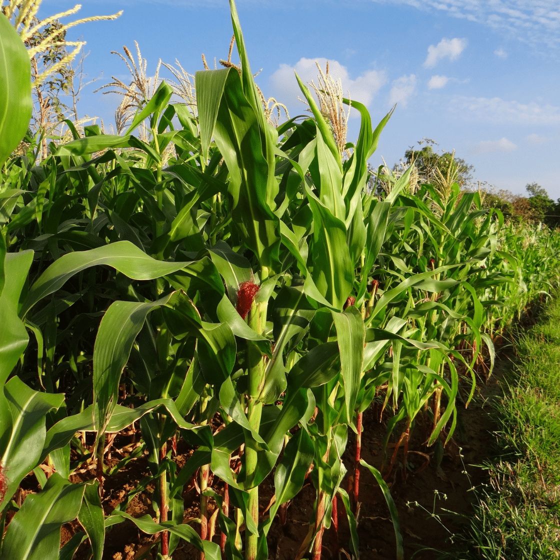 Kentucky rainbow dent corn
